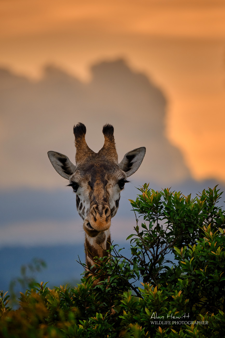 Giraffe Maasai Mara African Photography Safari Alan Hewitt