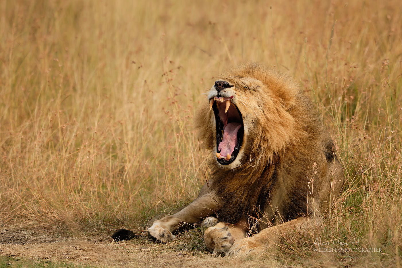 Lion Maasai Mara African Photography Safari Alan Hewitt