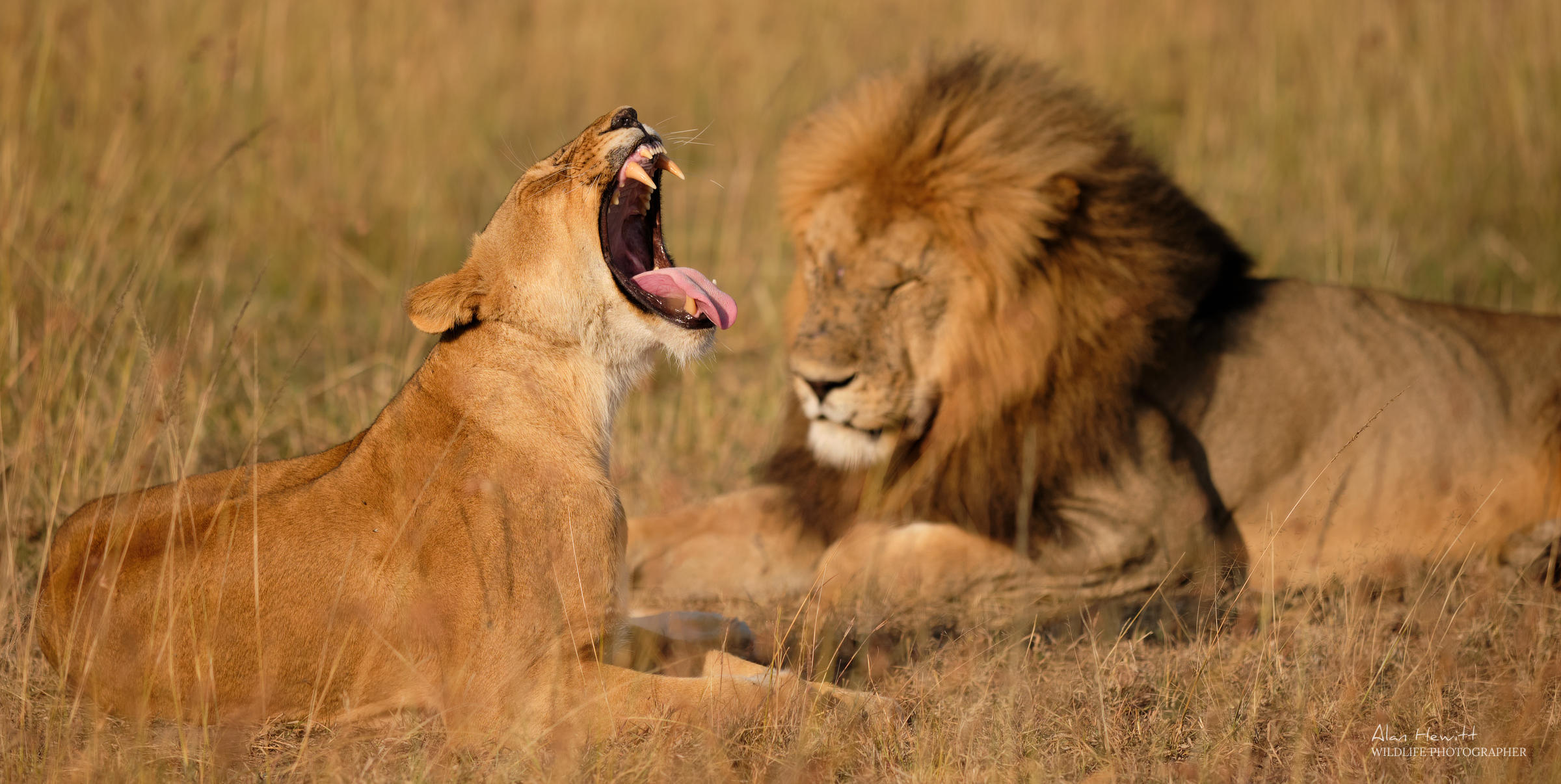 Lions Maasai Mara African Photography Safari Alan Hewitt