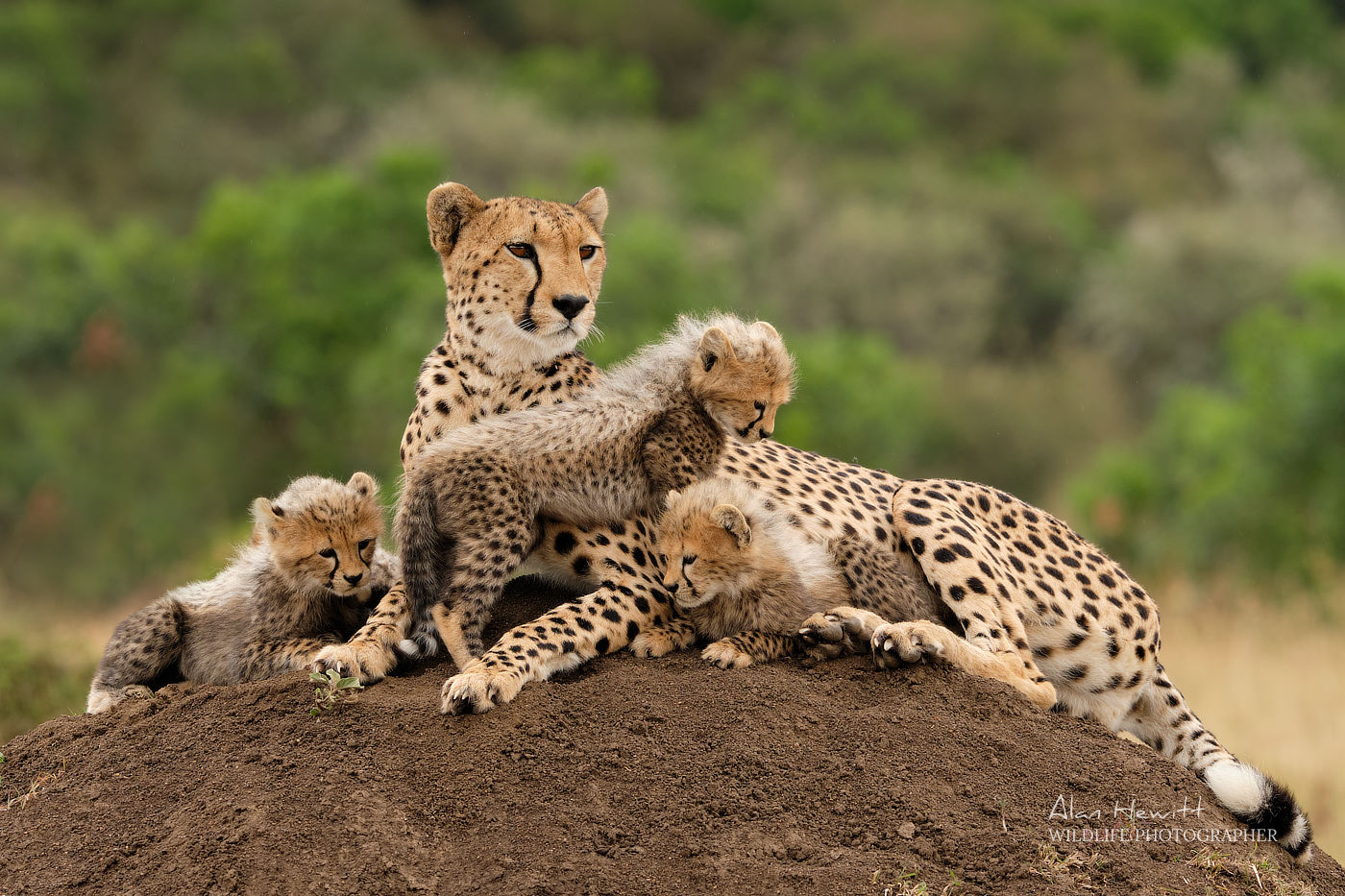 Photographie Safari Animals in Africa Composite - Acheter-le sur