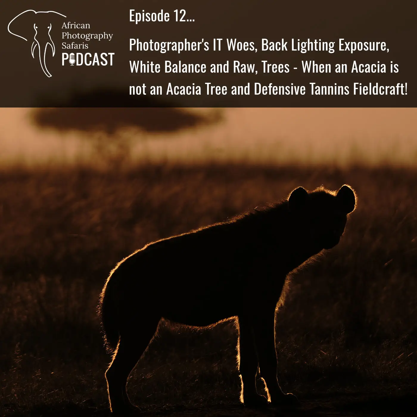 Episode 12… Photographer’s IT Woes, Back Lighting Exposure, White Balance and Raw, Trees – When an Acacia is not an Acacia Tree and Defensive Tannins Fieldcraft!