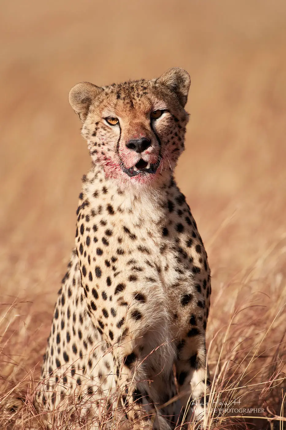Cheetah African Photography Safaris