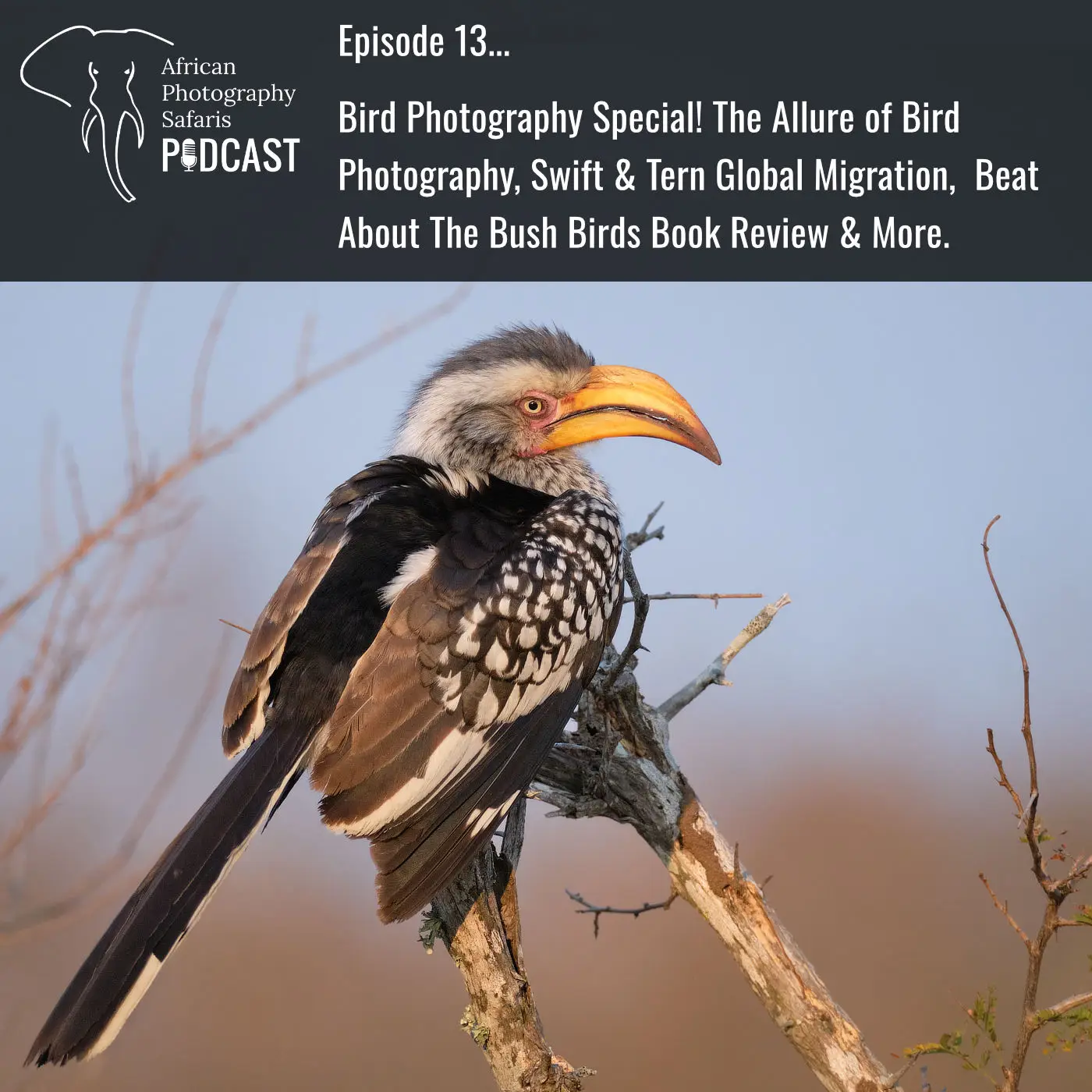 Episode 13… Bird Photography Special! The Allure of Bird Photography, Swift & Tern Global Migration, Beat About The Bush Birds Book Review & More.