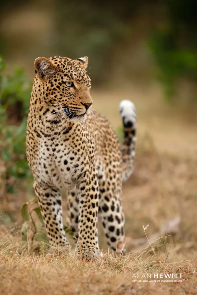 Leopard African Photography Safaris