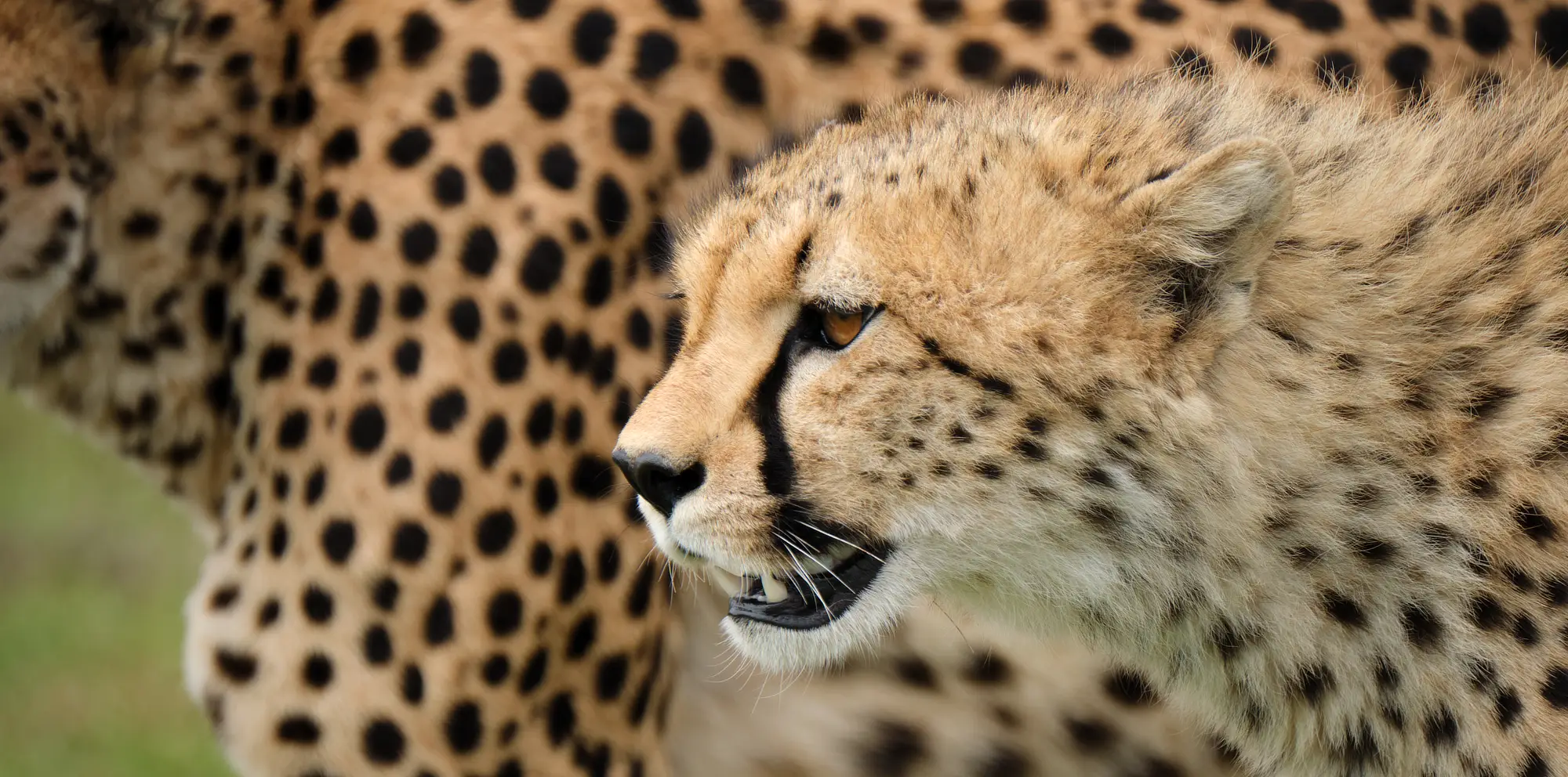 Cheetah African Photography Safaris