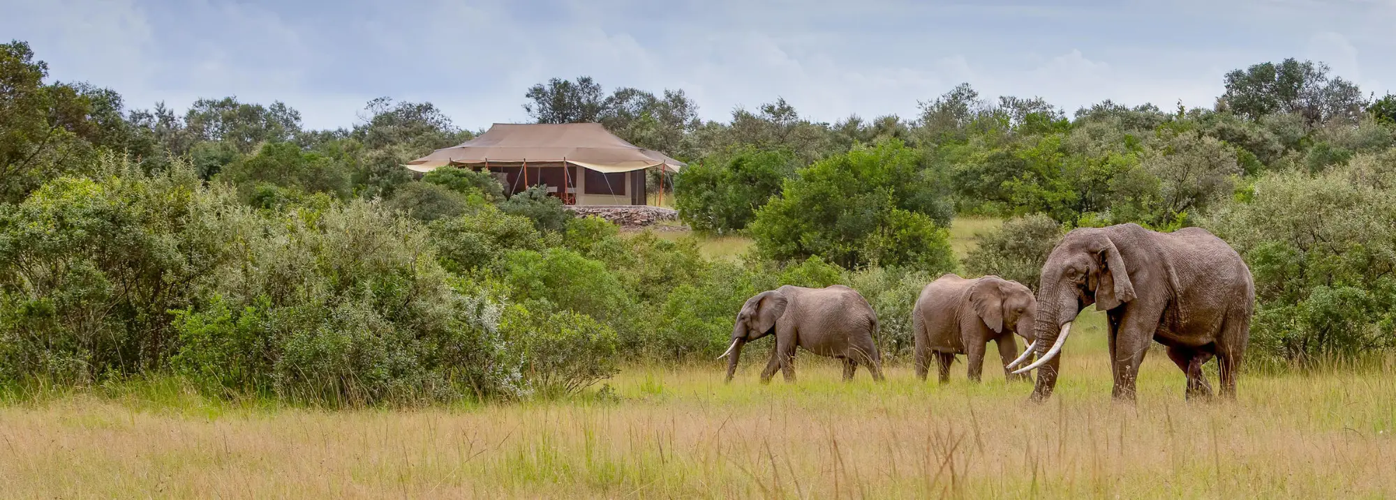 Elephants in front of the Mattikoko Boma