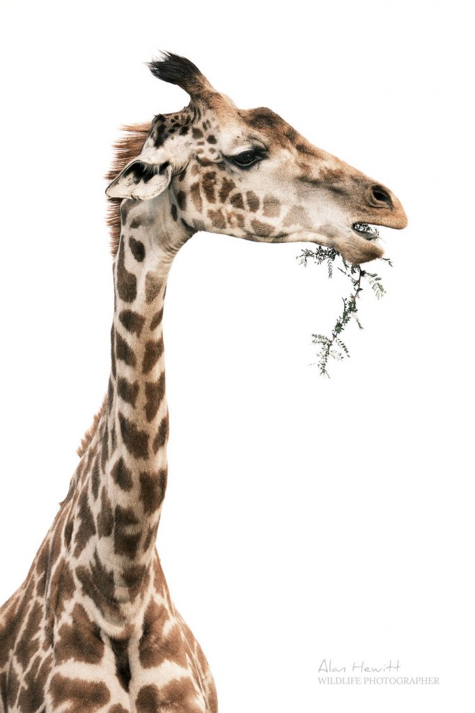 Giraffe African Photography Safaris, Our Ethos