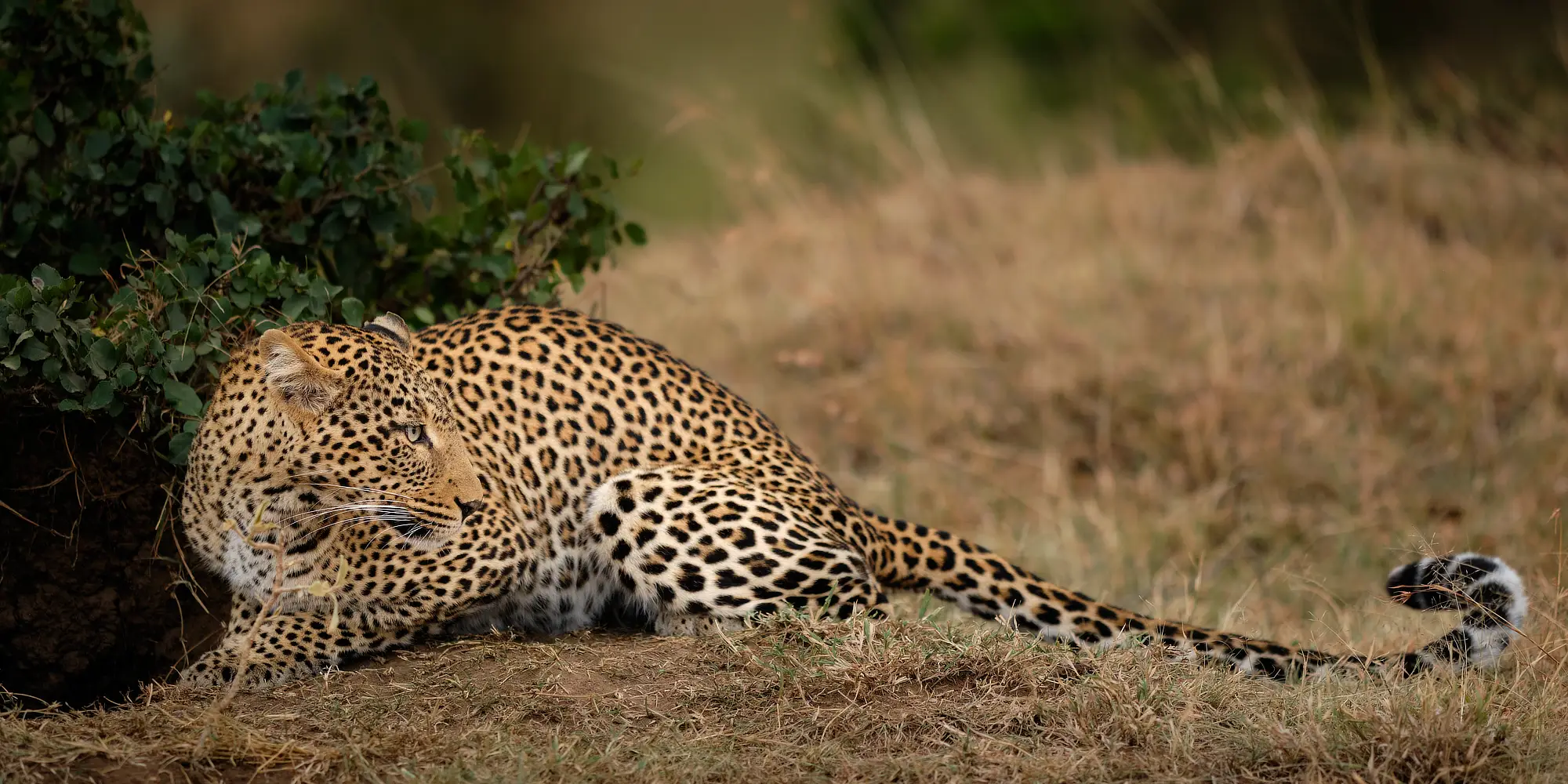 Leopard African Photography Safaris