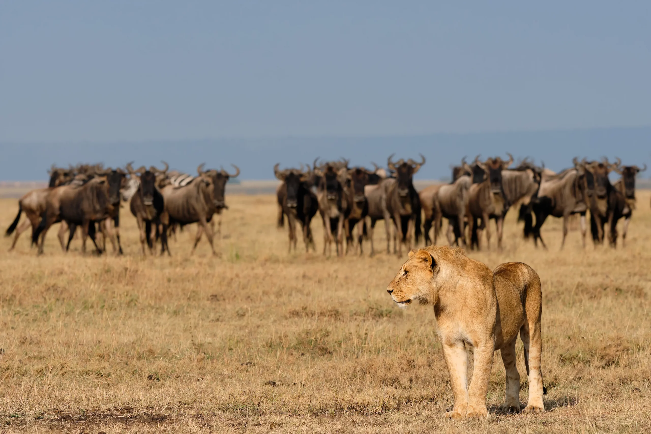 Lion and wildebeest African Photography Safaris
