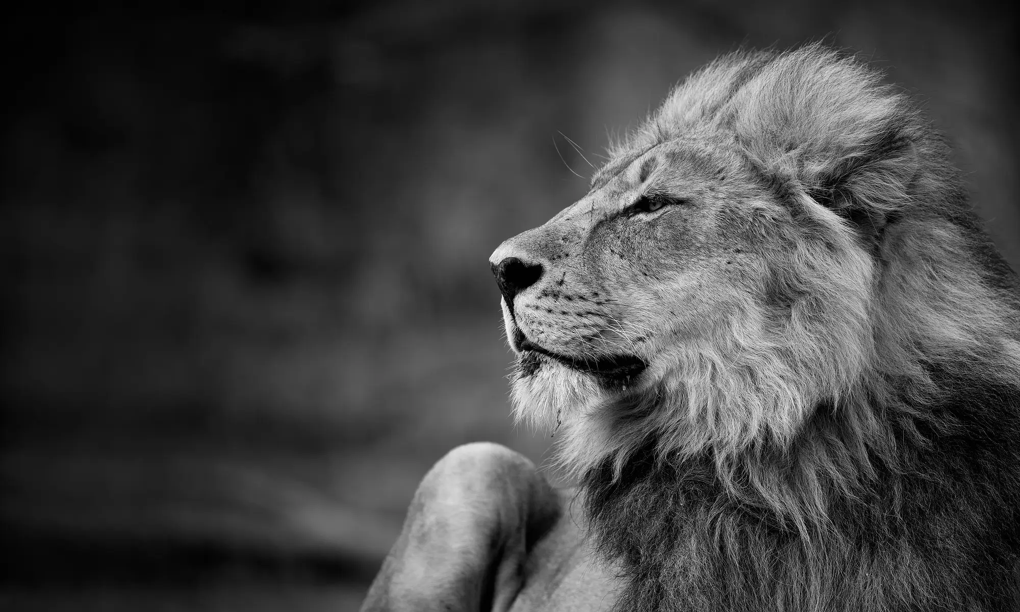 Private African Photography Safaris