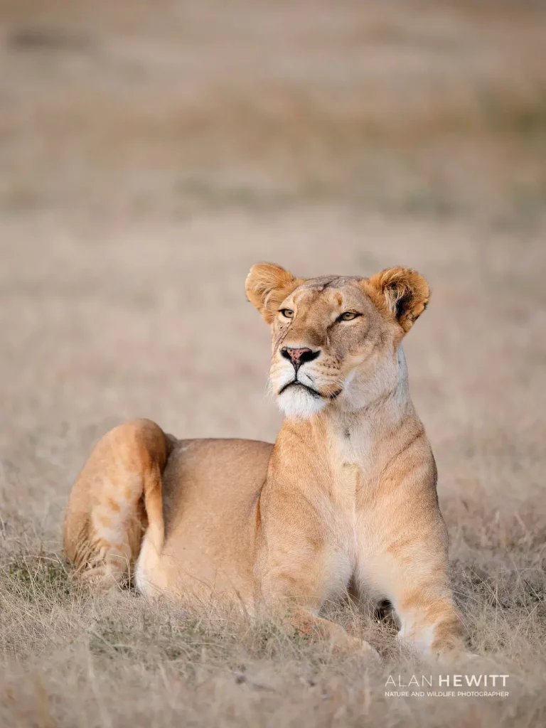 Lioness African Photography Safaris