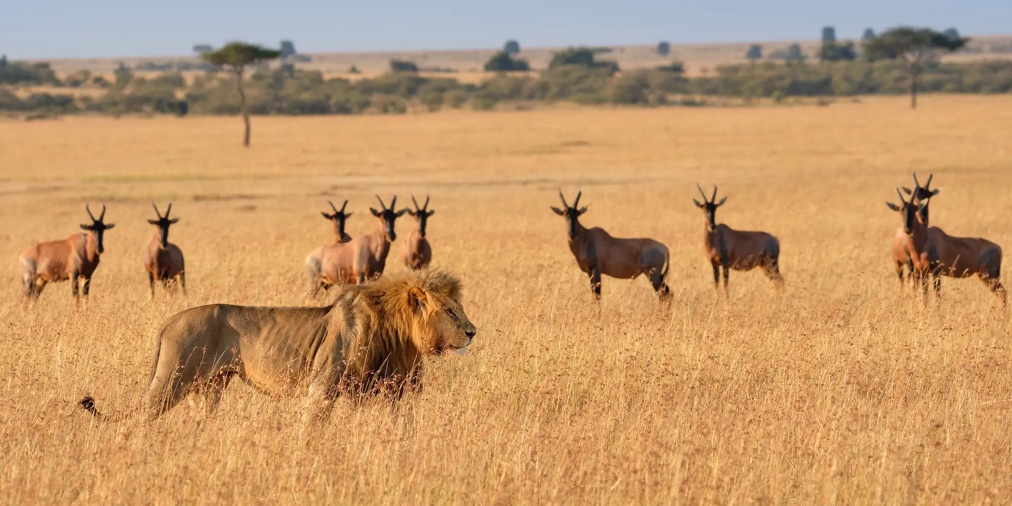 African Photography Safaris Lemek Conservancy WIld at Mattikoko The Great Migration