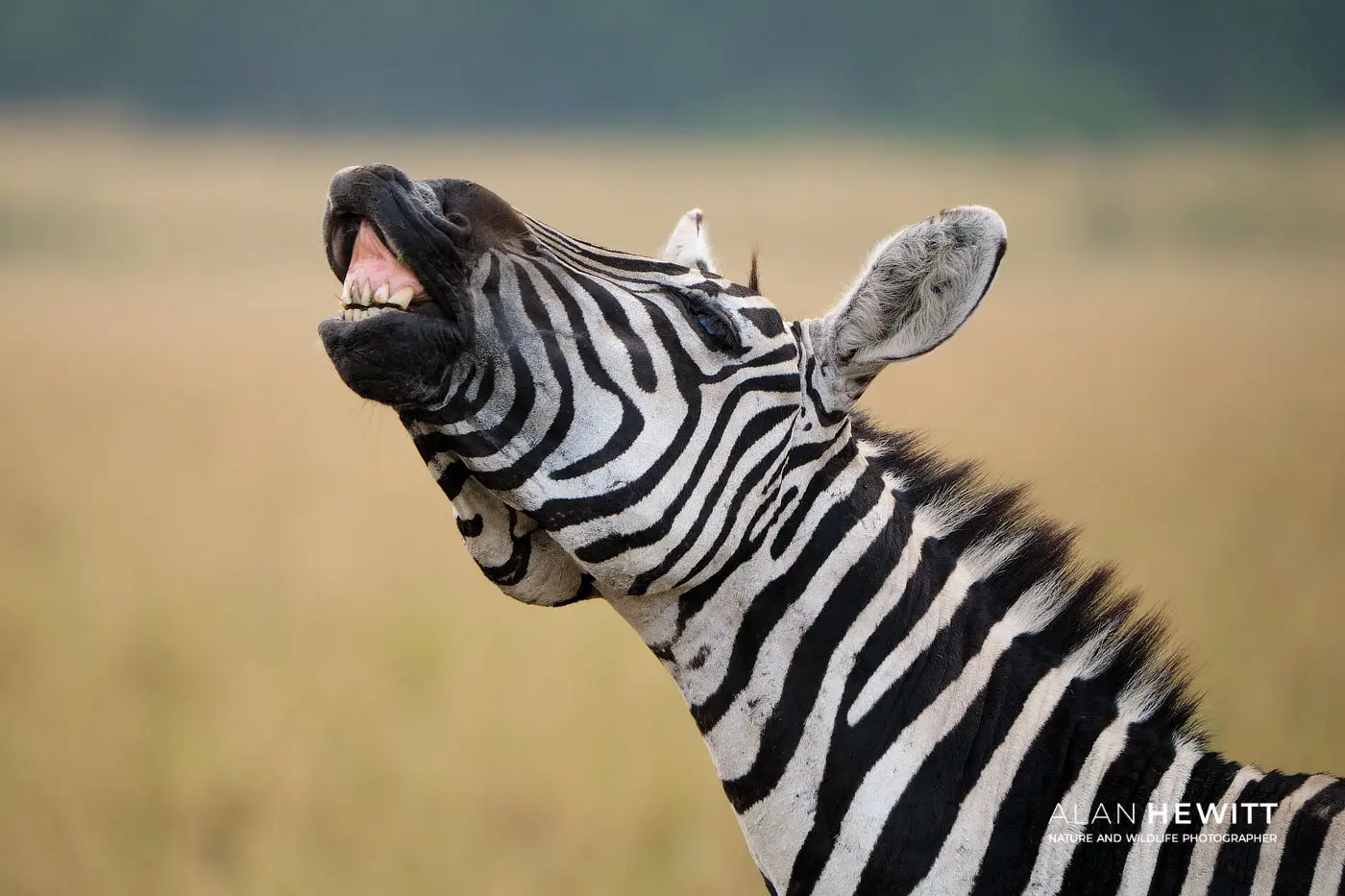 Zebra African Photography Safaris