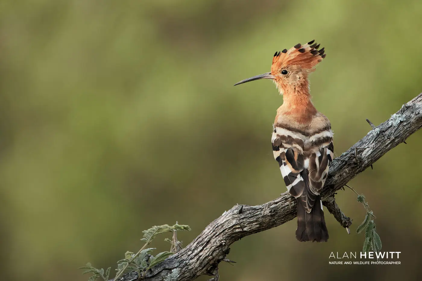 African Hoopoe