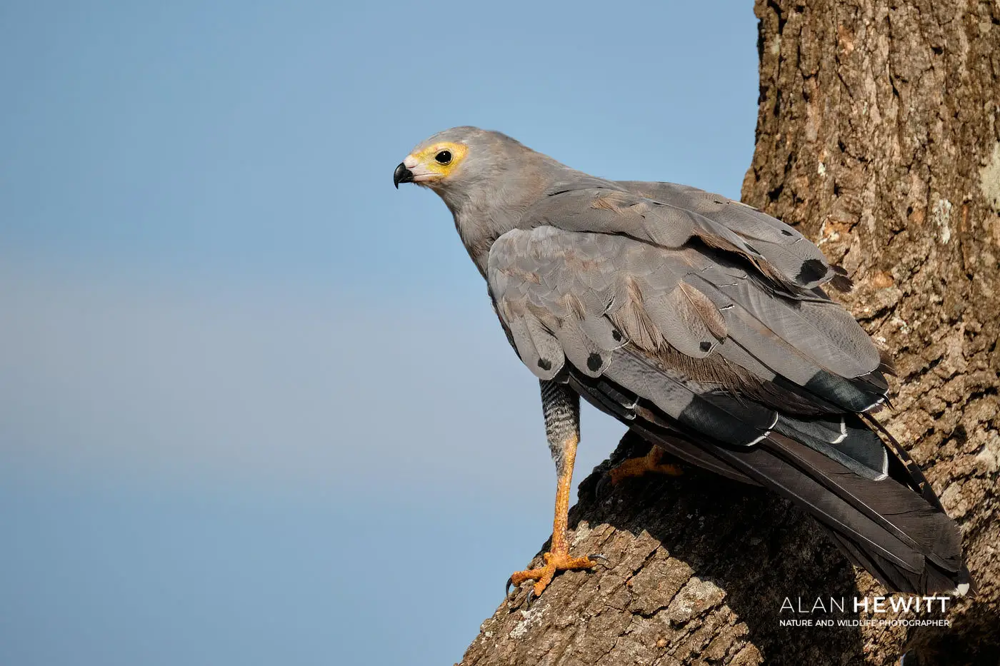 African Harrier-hawk