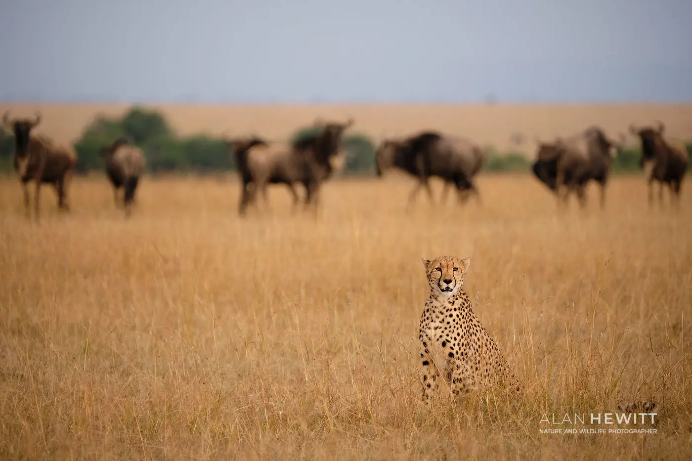 Cheetah on the Savanna, African Photography Safaris