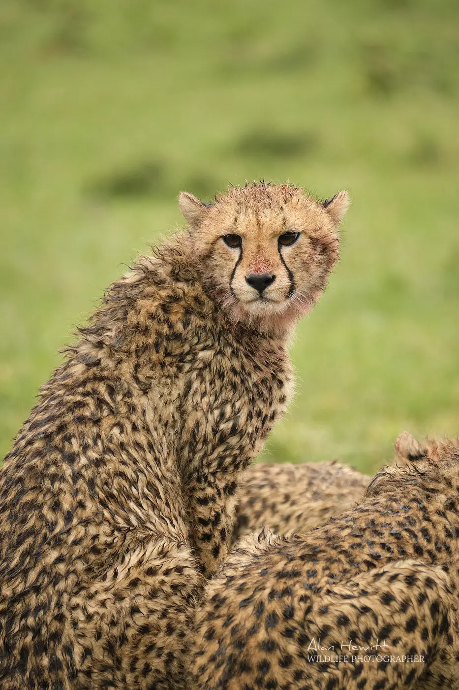 Juvenile Cheetah African Photography Safaris