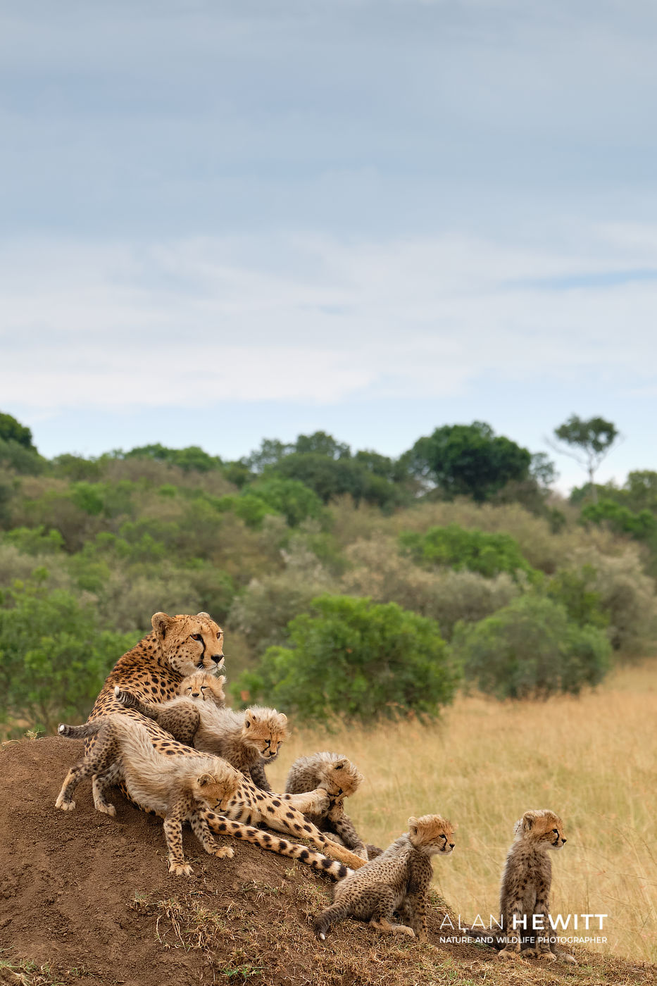 Cheetah African Photography Safaris