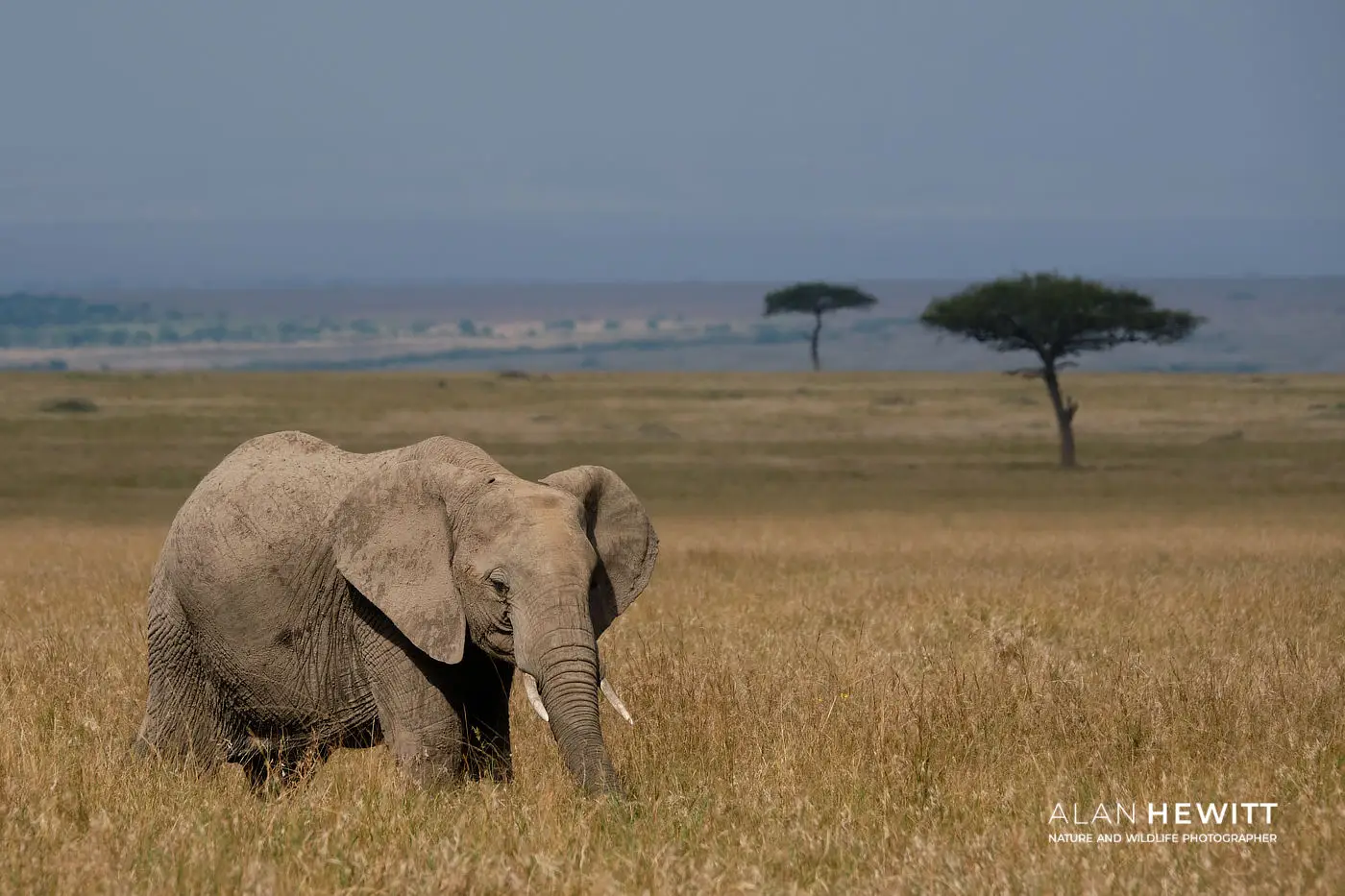 Elephant and balanite trees
