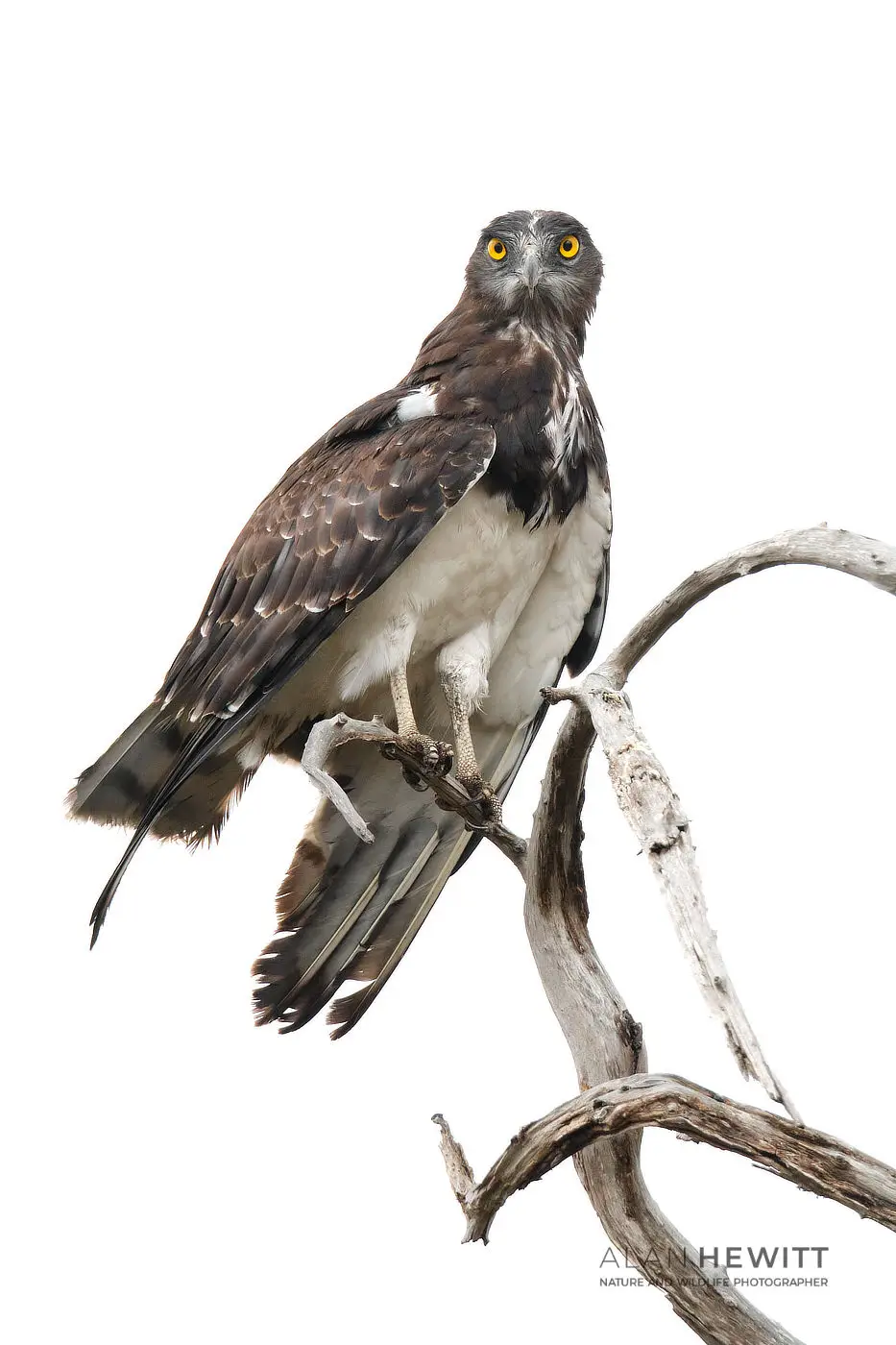 Martial Eagle African Bird Photography largest African Raptor