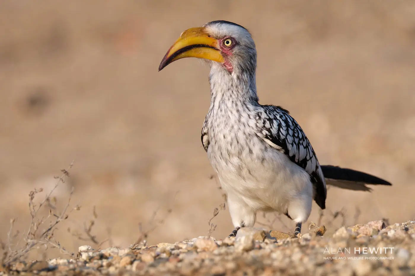 Southern Yellow-billed Hornbill
