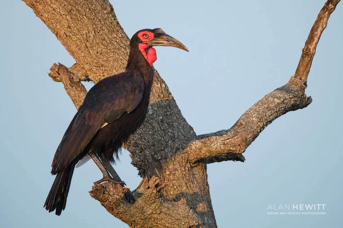 Southern Ground Hornbill