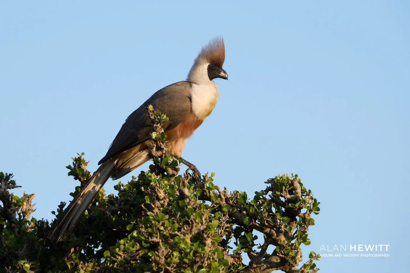 Bare-faced Go-away-bird