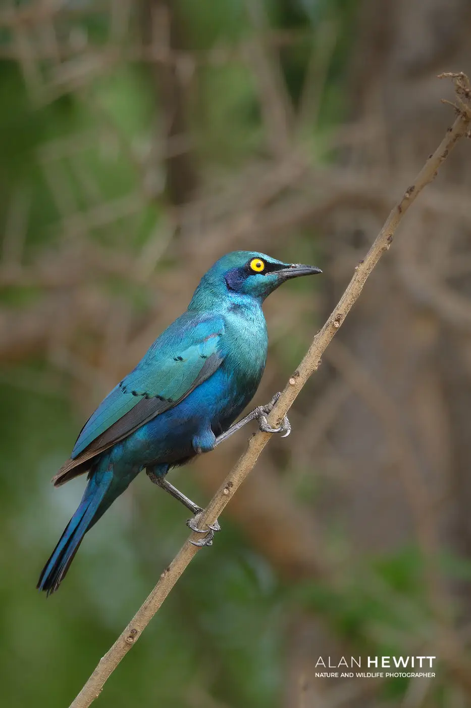 Greater Blue-eared Starling