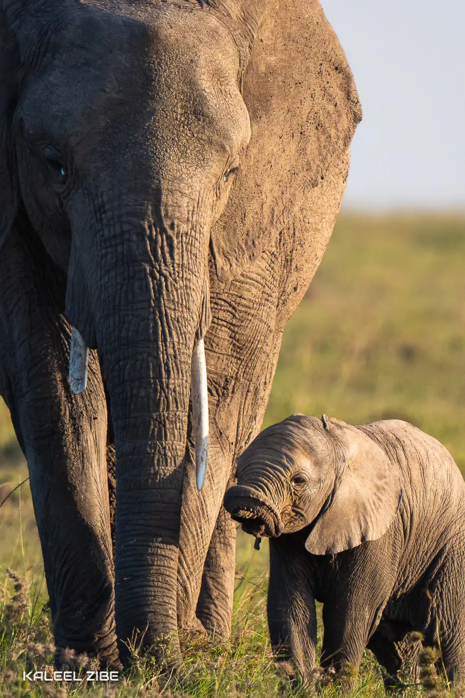 Elephant and Calf African Photography Safaris