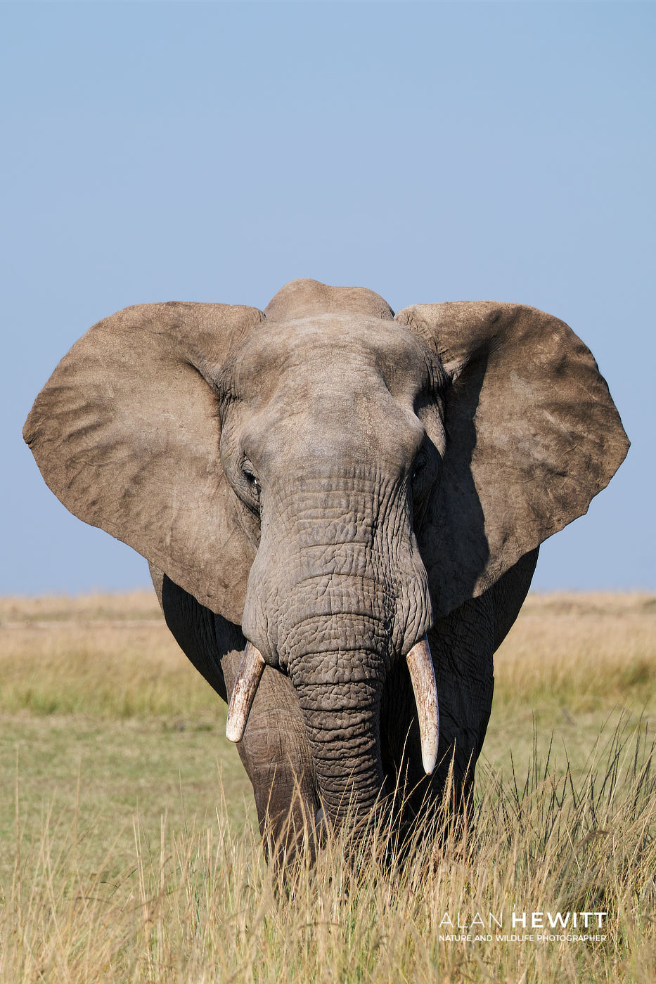 Elephant African Photography Safaris