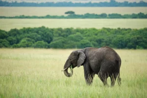 Elephant grazing in lush green grass plains