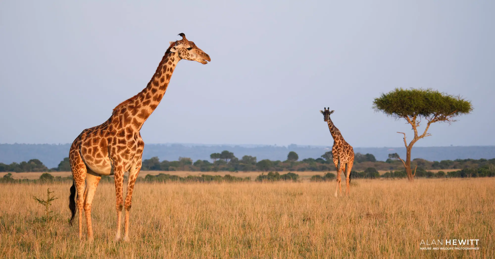 Giraffes African Photography Safaris