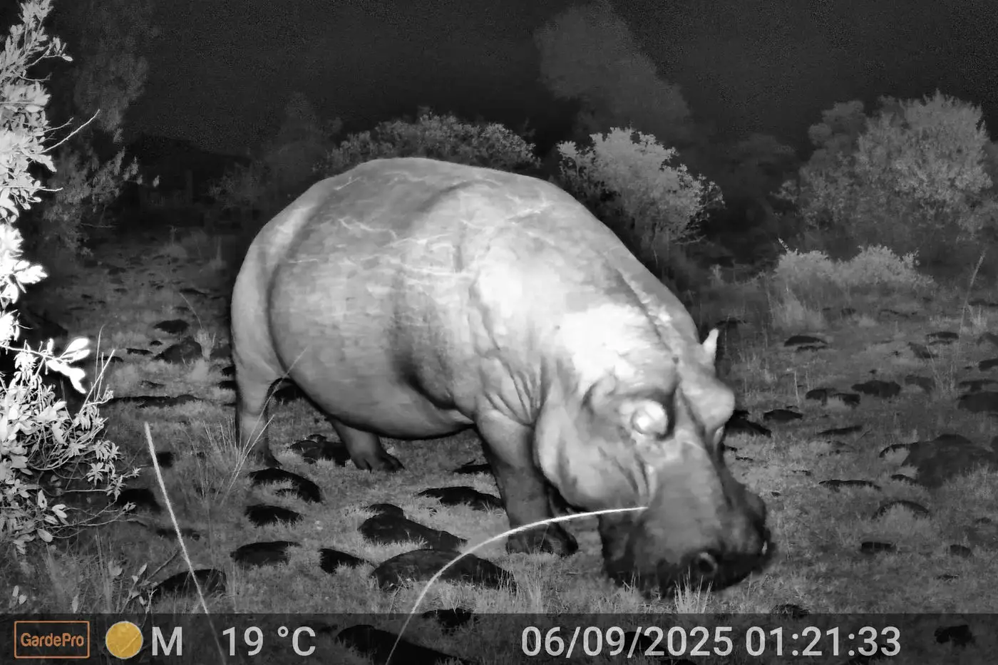 Hippo After Dark African Photography Safaris