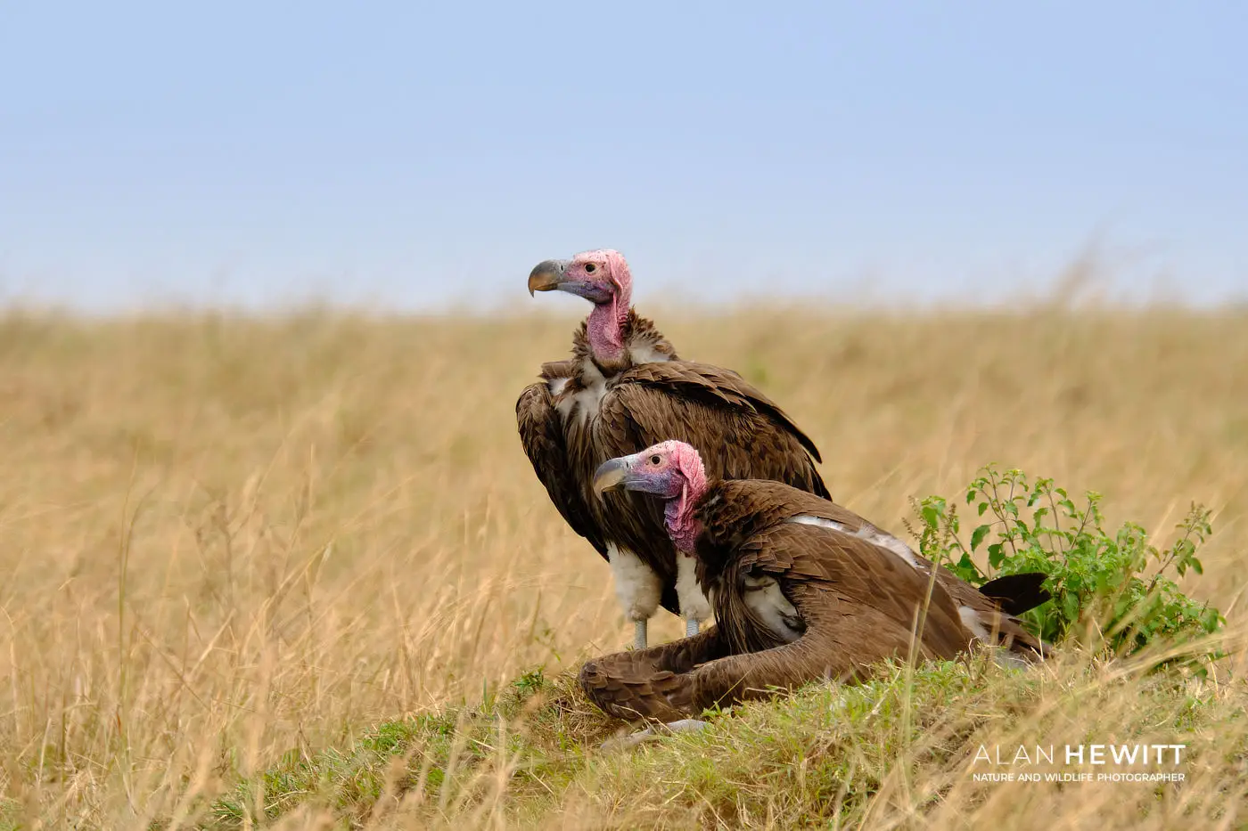 Lappet-faced Vulture