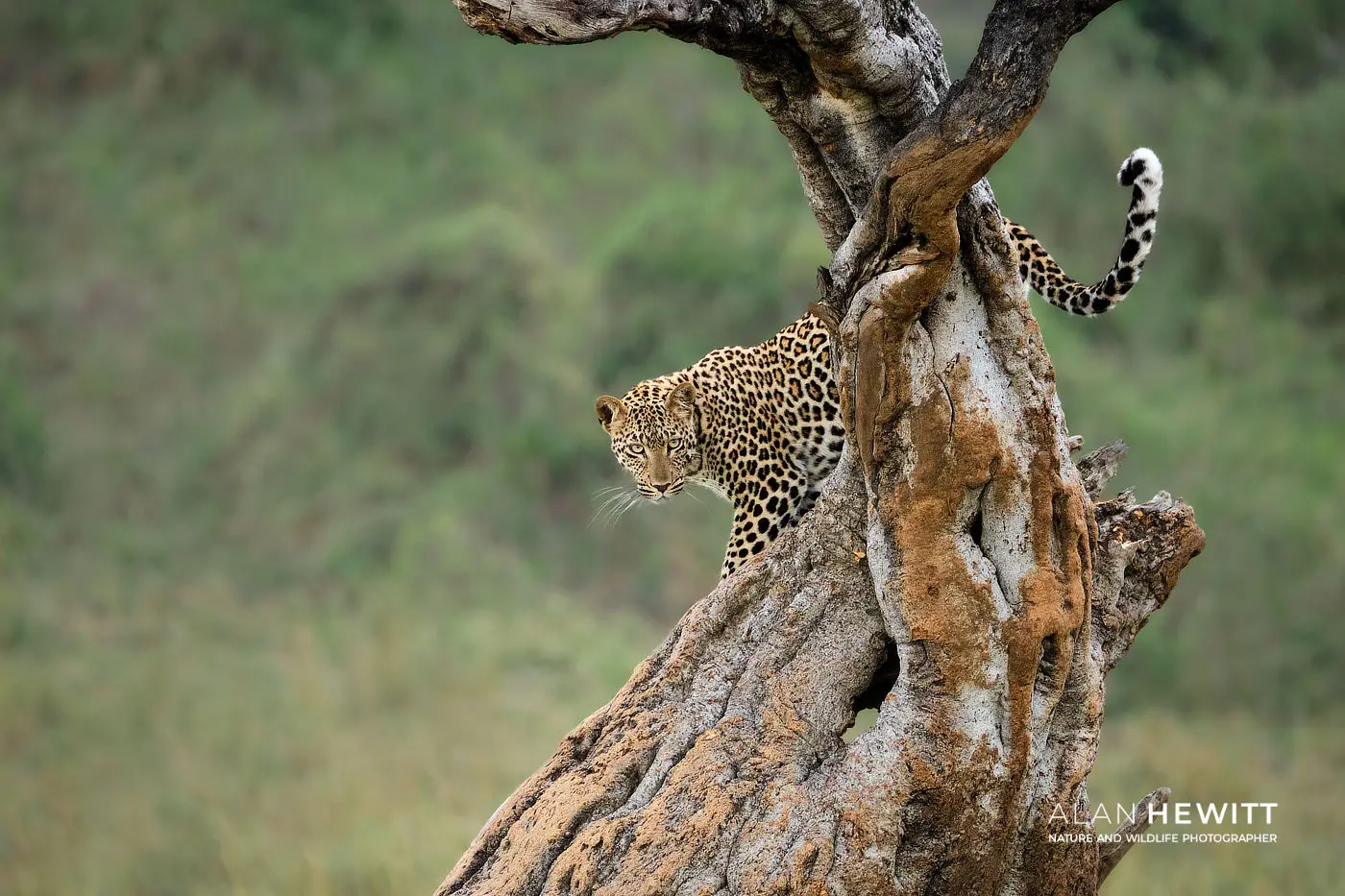 Leopard African Photography Safaris