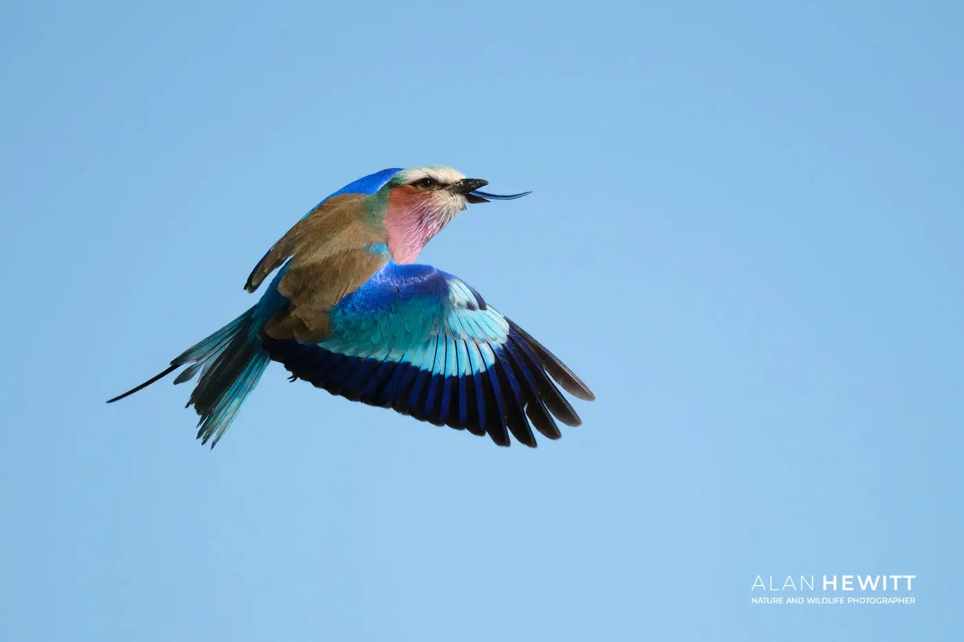 Lilac-breasted Roller - African Bird Photography Number 1 Spot
