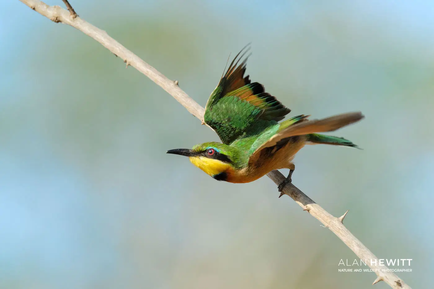 Little Bee-eater