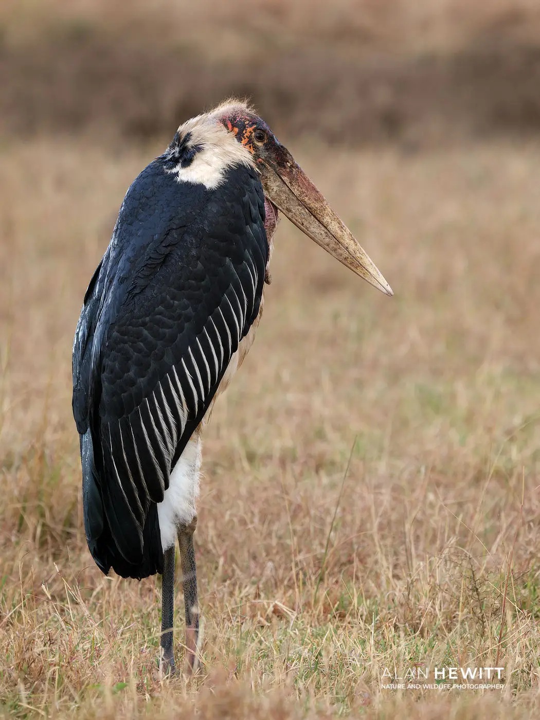Marabou Stork