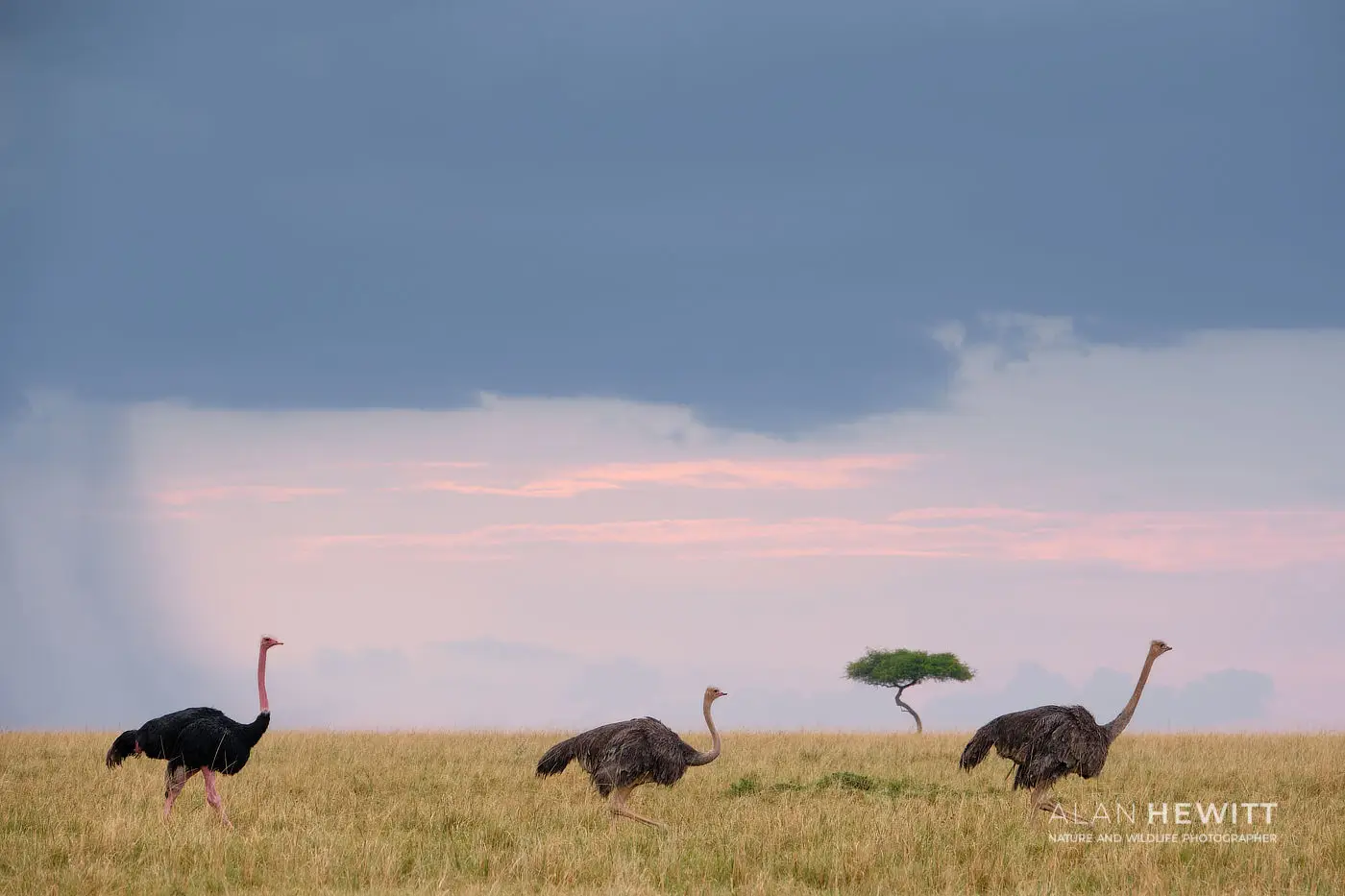 Ostrich - African Bird Photography biggest and heaviest