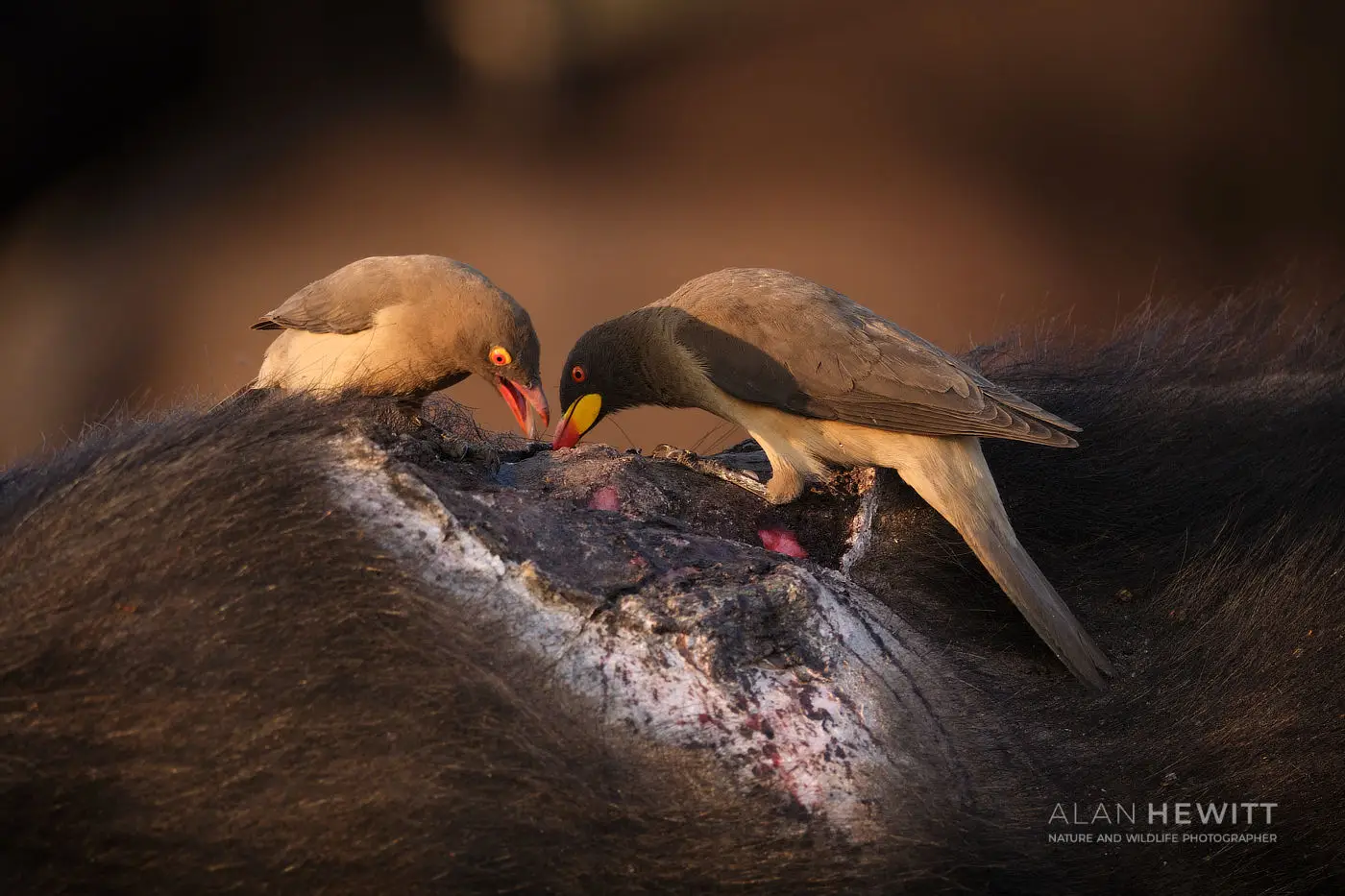 Red and Yellow-billed Oxpeckers