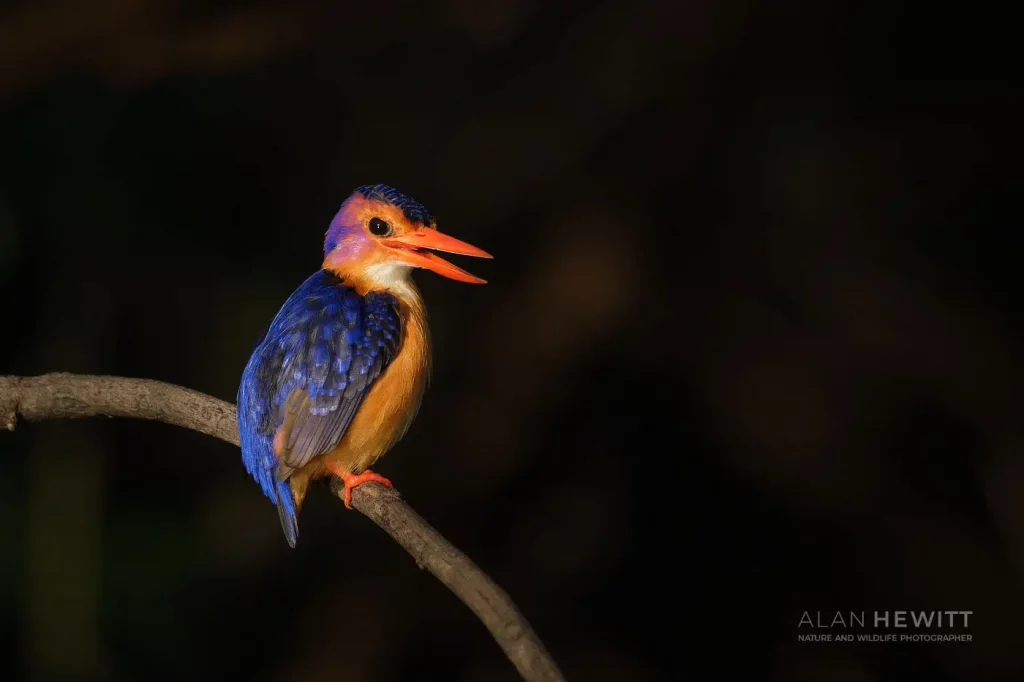 African Bird Photography: Incredible Birds You Need to Photograph!