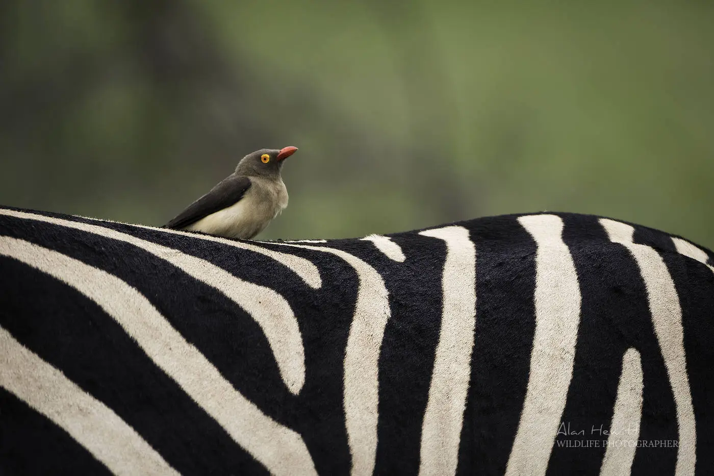 Red-billed oxpecker - African Bird Photography fieldguide helper!