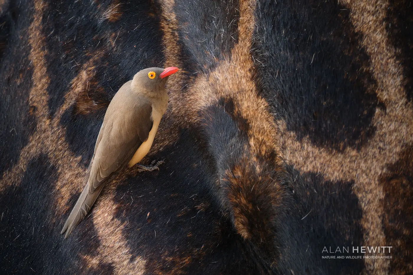 Red-billed oxpeckers on giraffe