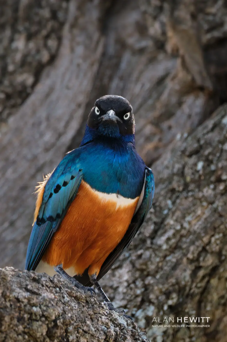 Superb Starling
