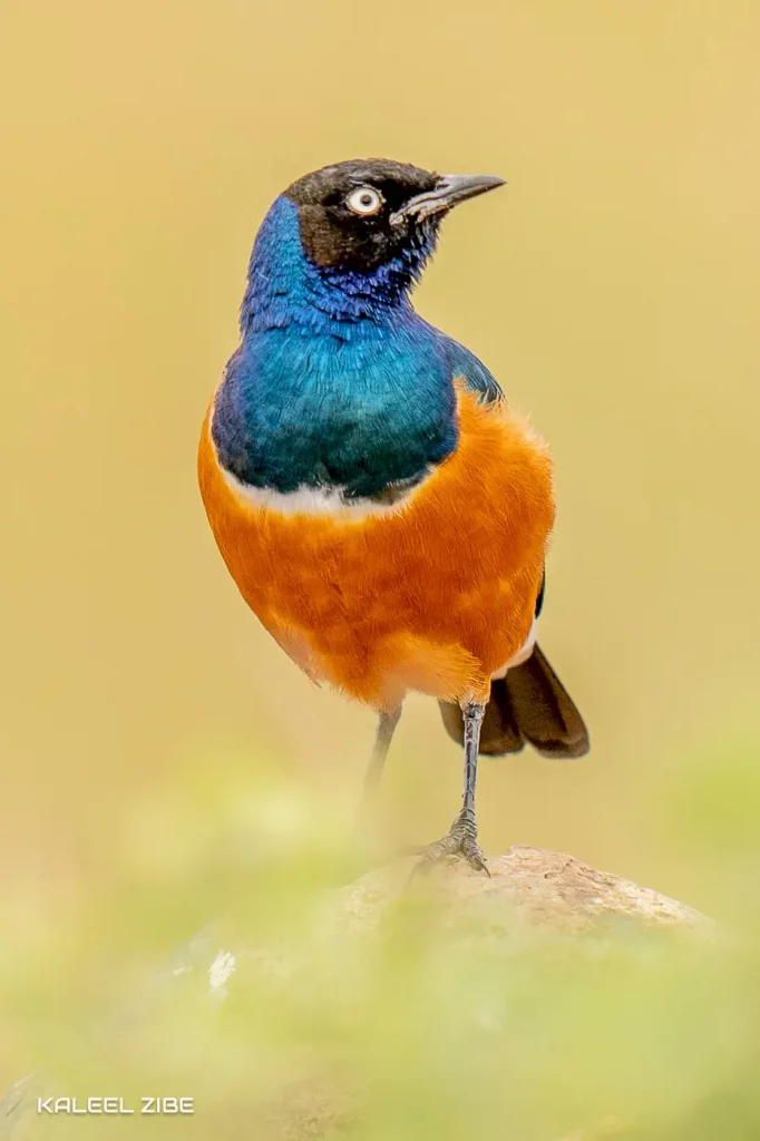 Superb Starling African Photography Safaris