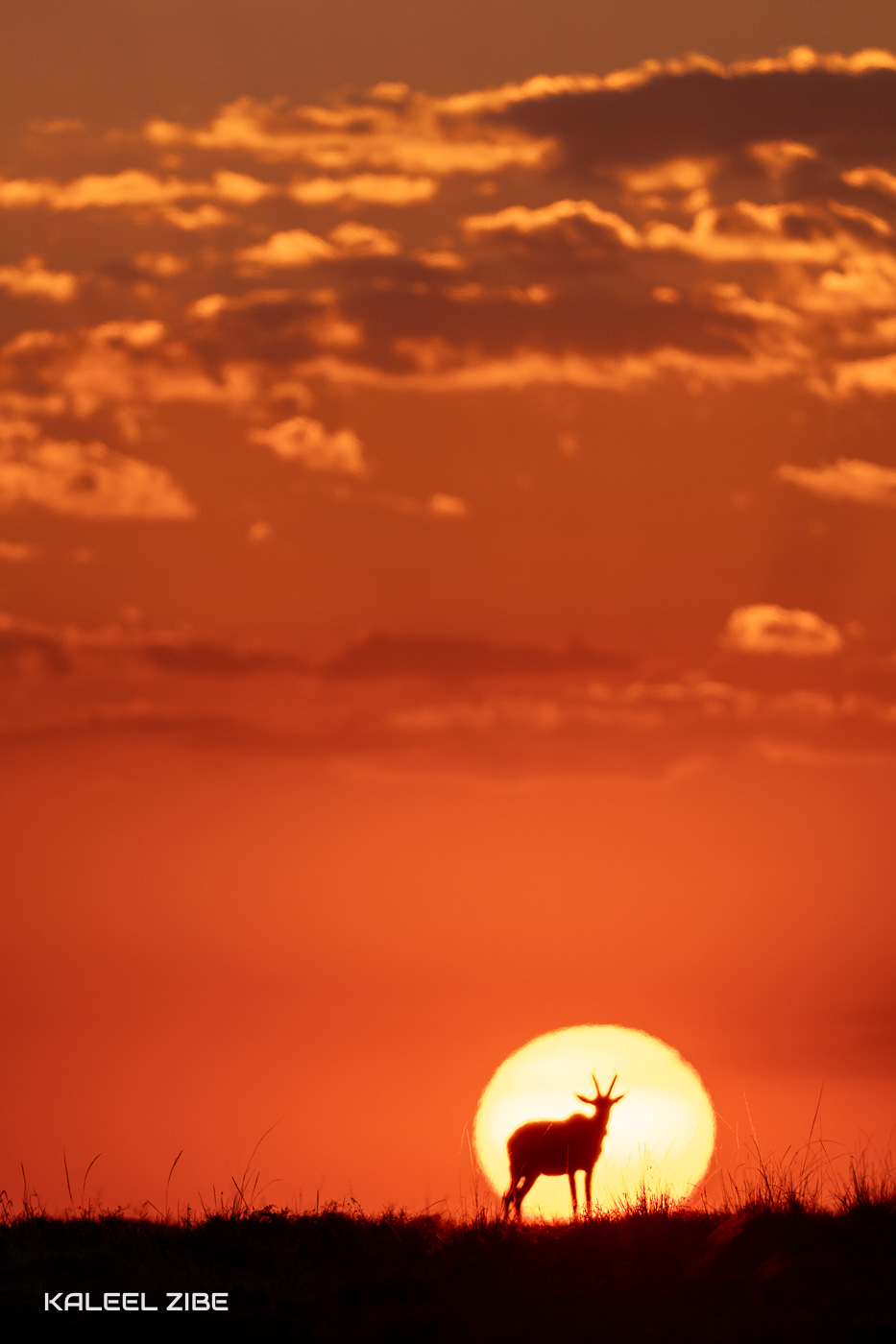 Topi Sunset African Photography Safaris