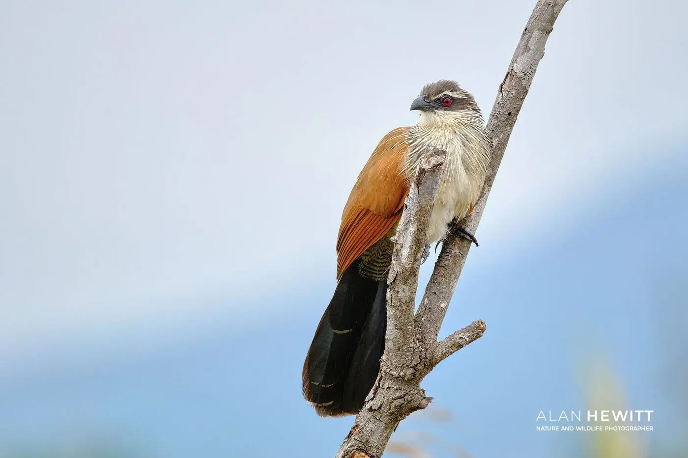 White-browed Coucal