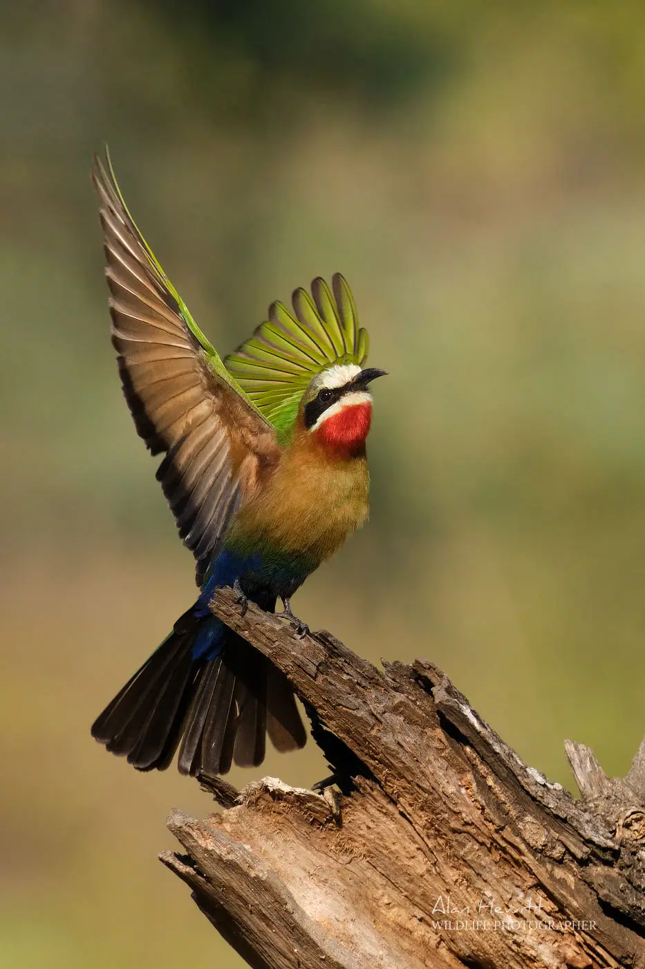 White-fronted Bee-eater