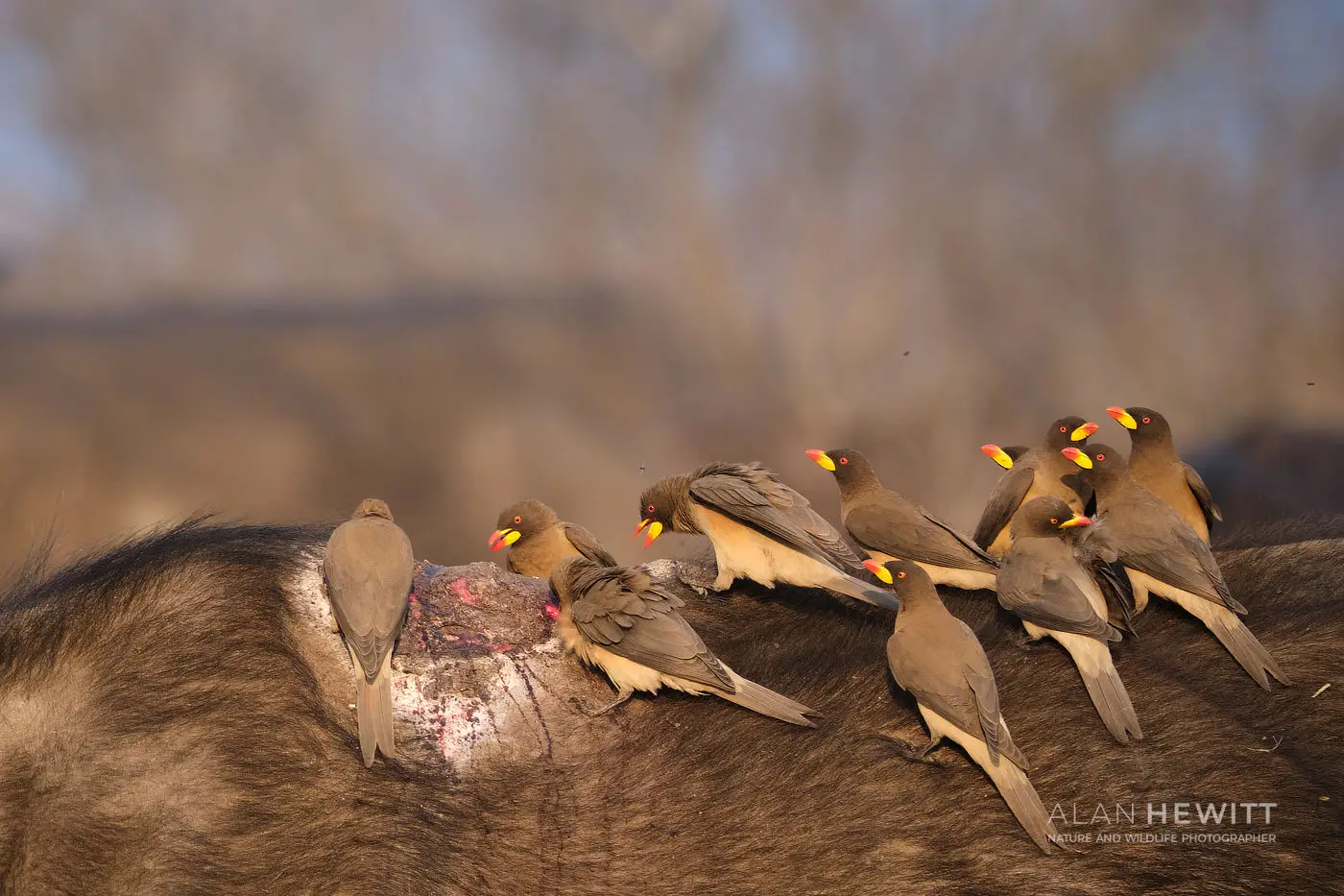 Yellow-billed oxpeckers feeding on Cape Buffalo wound