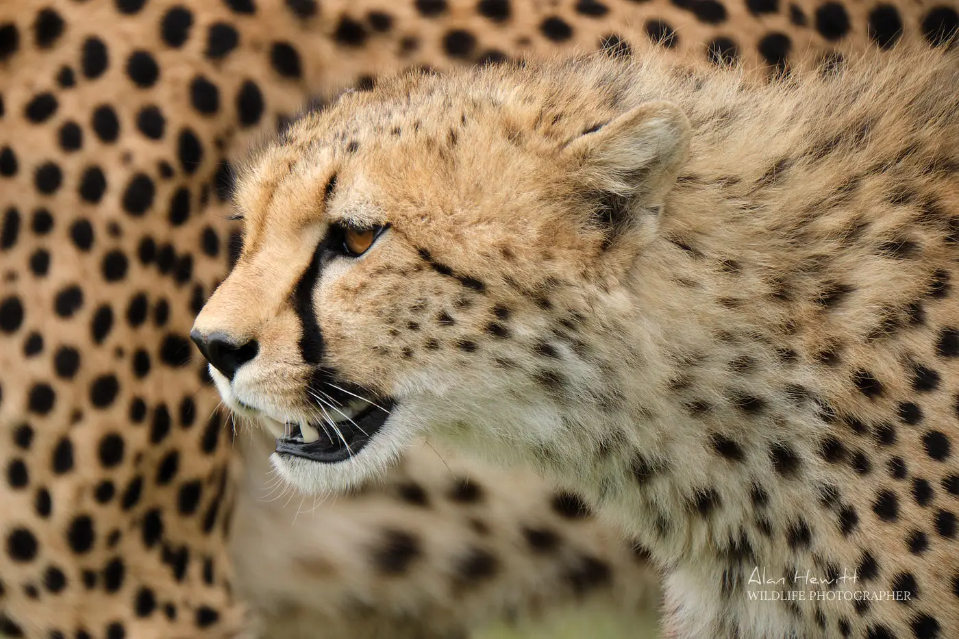 Juvenile male cheetah African Photography Safaris